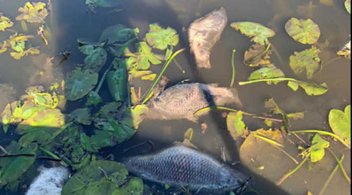 Brivio, moria di pesci alle Stoppate. Airoldi: “Accerteremo le cause di ciò che è successo”