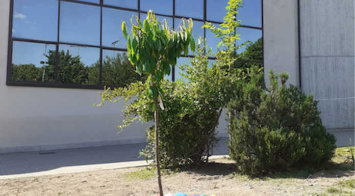Cernusco, un ciliegio nel giardino della scuola per ricordare il piccolo Gioele Petza