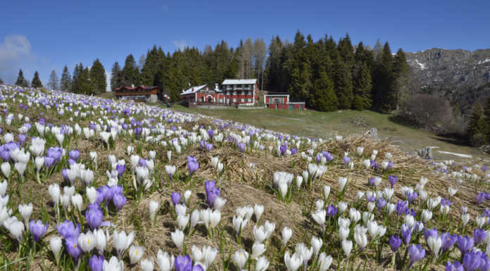 La fioritura dei crocus ad Artavaggio in due magnifici scatti di Lanfranchi