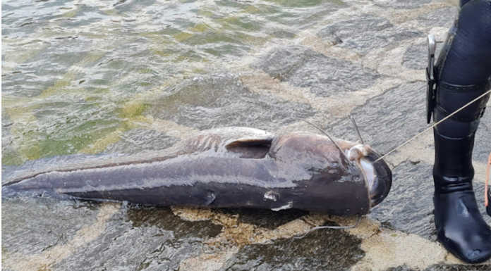Lecco, a caccia di pesci siluri sotto il ponte Nuovo con la Fipsas Pesce siluro