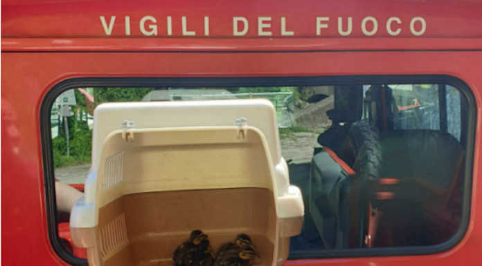 Paderno: i Vigili del Fuoco salvano 3 anatroccoli bloccati in una griglia della chiusa Vigili del Fuoco anatroccoli salvati