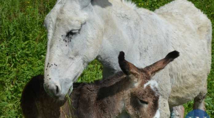 Si allarga la famiglia degli asinelli di Brogno, quattro nuovi nati e altri quattro in arrivo La mamma con il piccolo nato proprio oggi