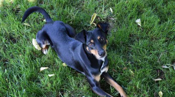 Brivio, smarrito il cane Kleo, i proprietari: “Aiutateci a ritrovarlo” cane disperso-brivio