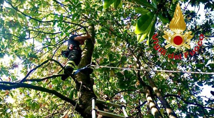 Gattino sull’albero e famiglia chiusa in casa: pompieri al lavoro