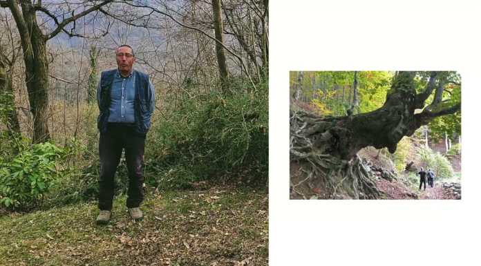 Condividere la montagna. Con Renato Vassena sul sentiero dei Grandi Alberi