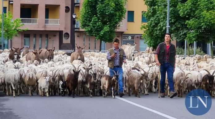 Transumanza a Lecco, la città si risveglia al passaggio di 3000 pecore