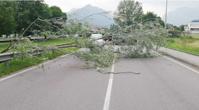 Calolzio, grosso ramo spezzato dal vento in via Lavello: subito rimosso