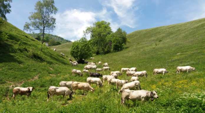 Cremeno. Arriva l’estate e si caricano gli alpeggi, le mucche salgono a Desio Alpe di Desio Mucche