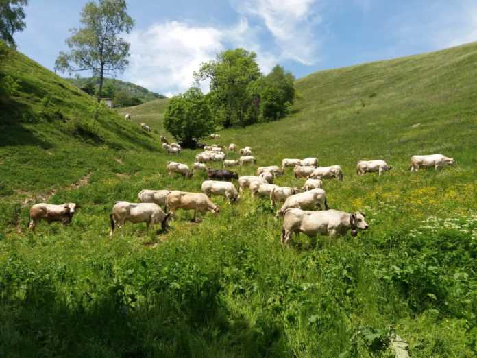 Alpe di Desio Mucche