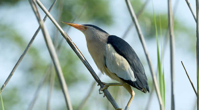 Sartirana per scelta: la storia del tarabusino che da 4 anni torna in riserva