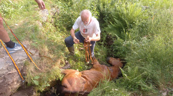 Vigili del Fuoco a Vendrogno per un cavallo finito in una roggia salvataggio cavallo roggia vendrogno