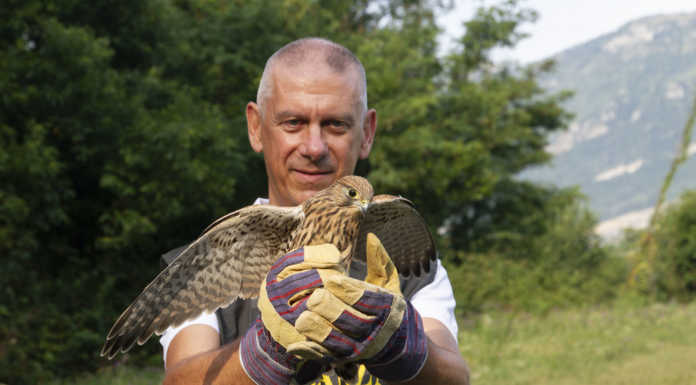 Ambiente, WWF Lecco libera Gheppi e Civette sul Monte Barro