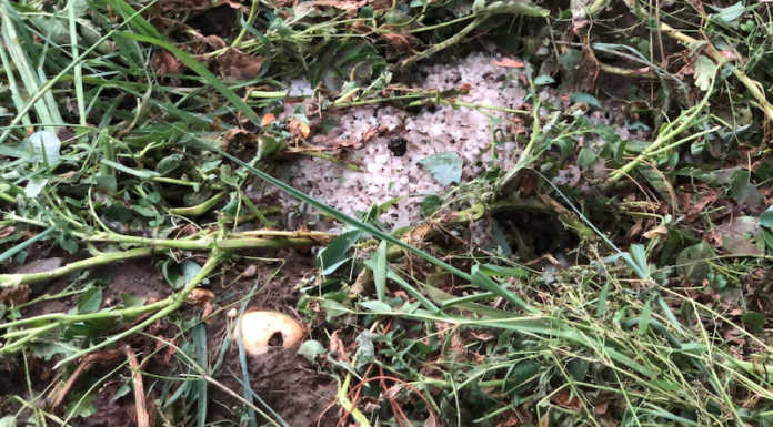 Maltempo, l’allarme di Coldiretti: “Gravi danni a mais e ortive”