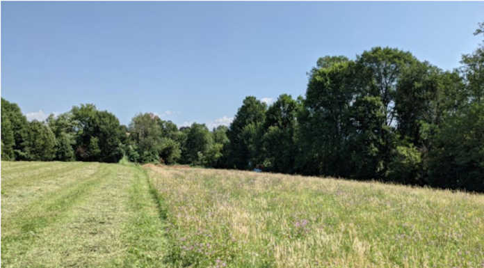 Merate, parco urbano al Bagolino: il Comune punta al fondo per la forestazione Parco urbano del Bagolino