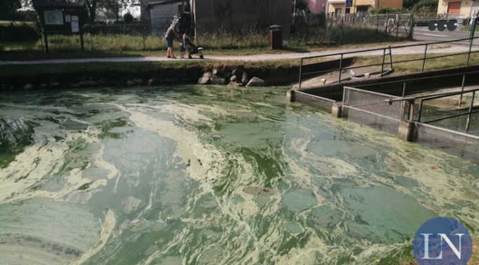 Merate, alghe sul lago di Sartirana. Robbiani: “E’ un fenomeno fisiologico” Lago di Sartirana alghe