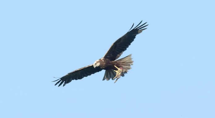 Merate, Sartirana per sempre: una coppia di falco di palude nidifica in riserva