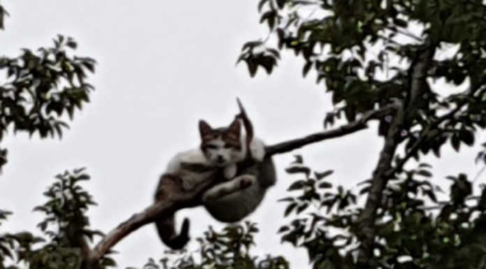 Gatto bloccato su un albero a Cremeno, in suo aiuto i pompieri e la LAC