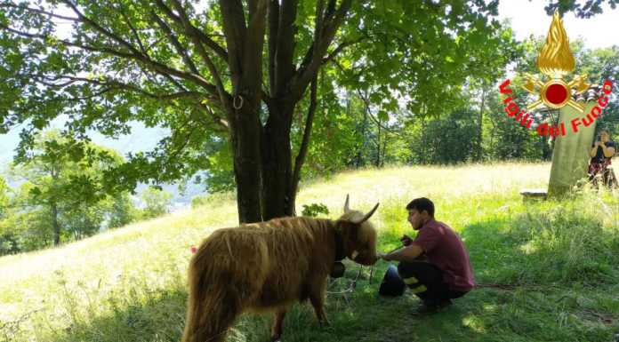 Vendrogno, Mucca in un dirupo: tratta in salvo dai Vigili del Fuoco