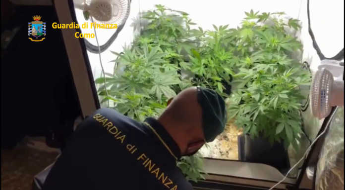 Coltivava marijuana in camera da letto: 24enne arrestato dalla Guardia di Finanza sequestro droga lurate caccivio