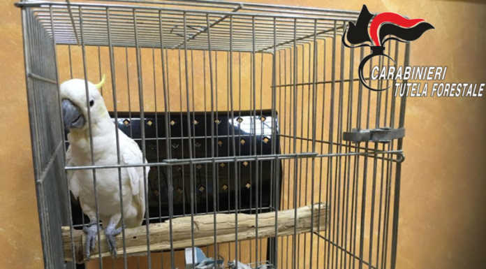 Ritrovato a Missaglia un pappagallo smarrito lo scorso febbraio a Milano Cacatua Missaglia