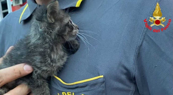 I Vigili del Fuoco salvano un gattino incastrato nell’intercapedine di un muro Gattino salvato vigili del fuoco