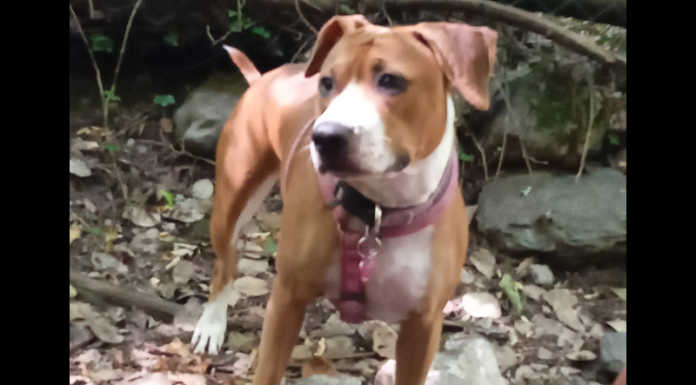 Lecco. E’ scappata la cagnolina Maya, l’appello dei padroni per ritrovarla La cagnolina Maya
