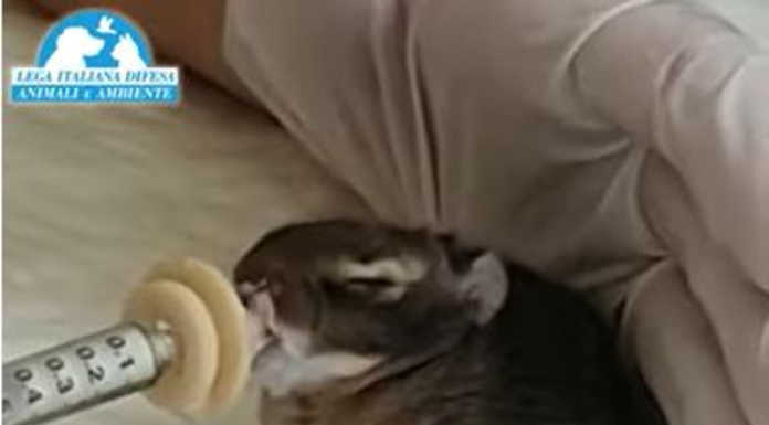 Salvate dalla gatta-eroina, le piccole lepri crescono al Cras di Calolzio