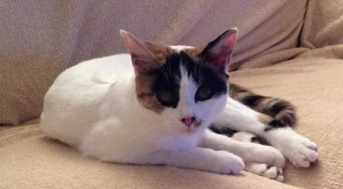 Mandello. Smarrita la gatta Mila, si è allontanata da via San Zenone Gatta Mila mandello del lario