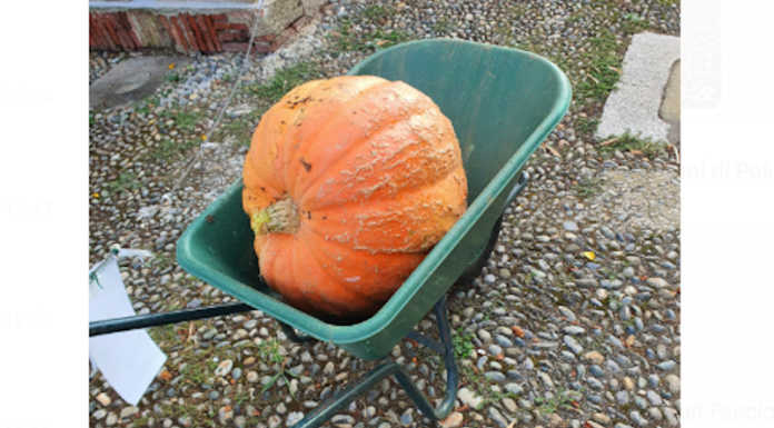Da comandante della Polizia locale a contadino: maxi zucche nell’orto di Garau
