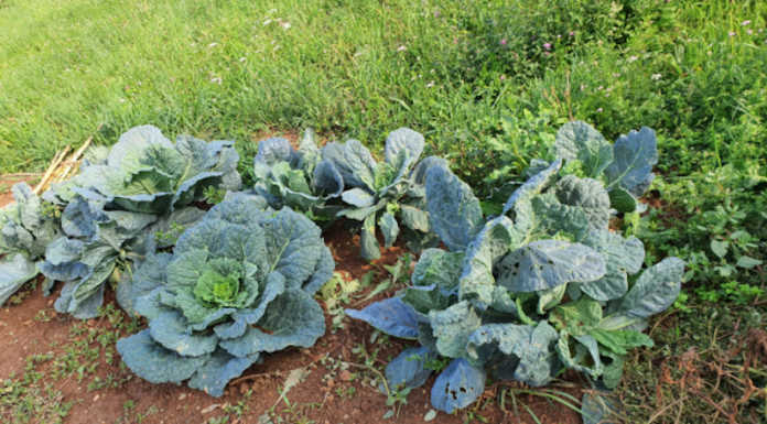 Lecco, orti cercansi: l’appello del Comune a chi ha terreni inutilizzati