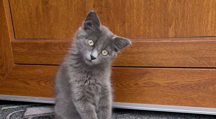 Gattino smarrito in via Alcide de Gasperi a Lecco, l’appello dei padroni