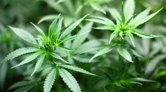 Referendum cannabis e comuni ‘ritardatari’. Lecco smentisce: “Nessuna Pec arrivata”