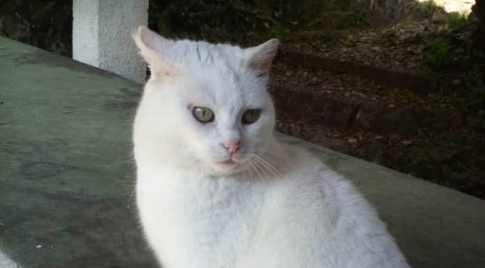 Malgrate. Addio a “Neve”, la micia mascotte di Pian Sciresa