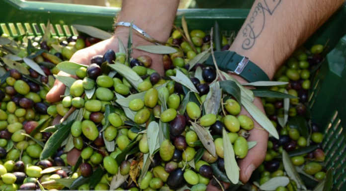 Anno nero per l’olio lariano, crollo produzione superiore all’80%