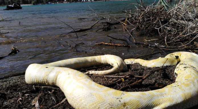 Un pitone di quattro metri ritrovato morto nella foce del Mera
