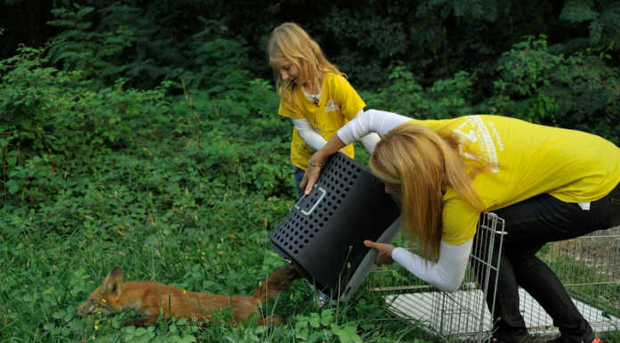 Volpe catturata coi lacci, il Cras Stella del Nord denuncia il bracconaggio