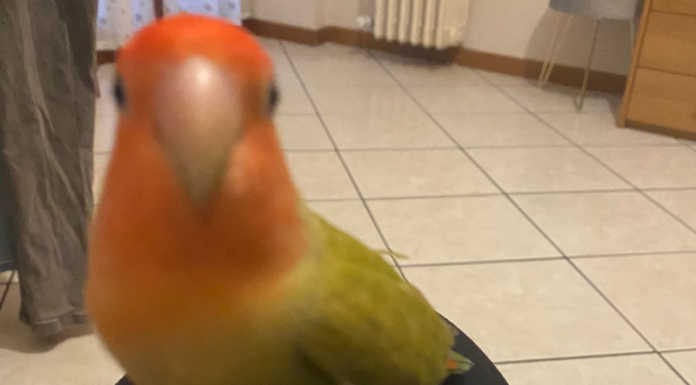 Lecco. L’appello per un pappagallo smarrito in zona viale Turati Pappagallo scomparso viale turati