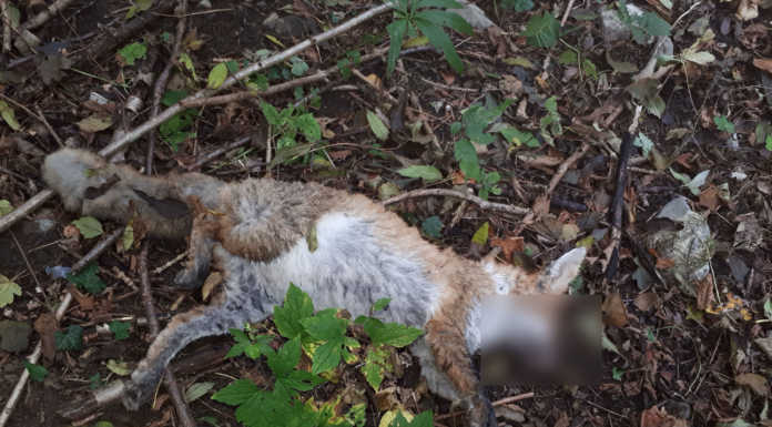 Carenno, volpe morta a lato della strada. La segnalazione