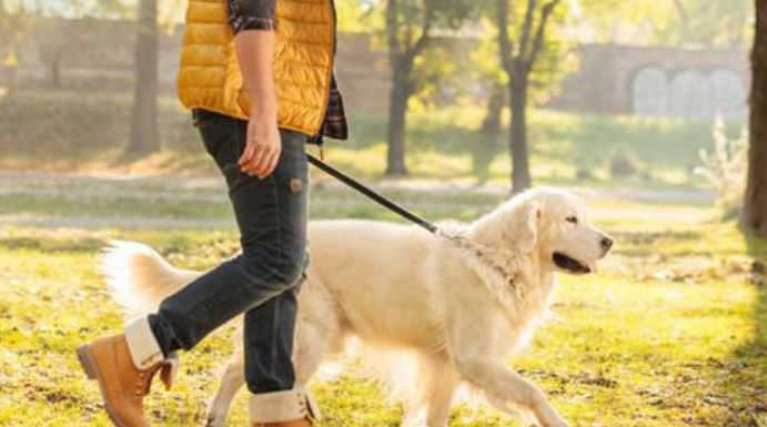 Domenica la “Passeggiata a 6 zampe” alle pozze di Bonacina