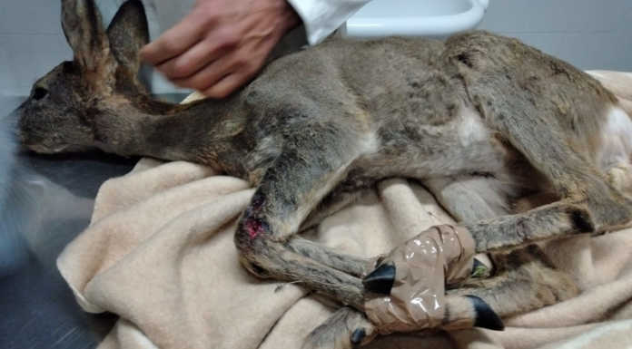 Valmadrera. Capriolo azzannato dai cani: “Tenete i vostri animali al guinzaglio” capriolo femmina soccorsa