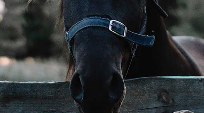 Germanedo, scappa un cavallo: recuperato dai pompieri