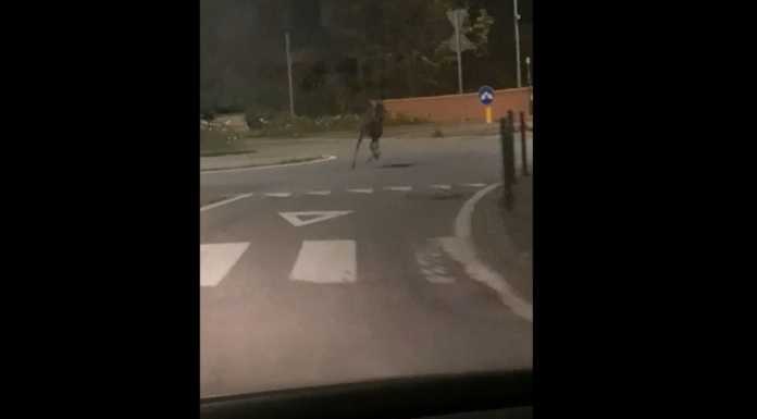 Un cervo a spasso per Castello, il video di una lecchese