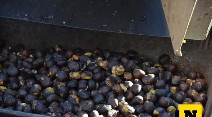 A Erve è tutto pronto per la tradizionale Sagra della Castagna caldarroste castagne burolle