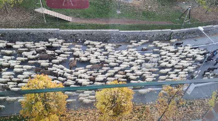 Lecco, pecore in viale Montegrappa. Risveglio insolito per i residenti