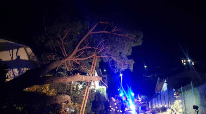 Calolzio. Pino marittimo cade in via Vivaldi, nessun ferito Pino Marittimo caduto via Vivaldi Calolzio