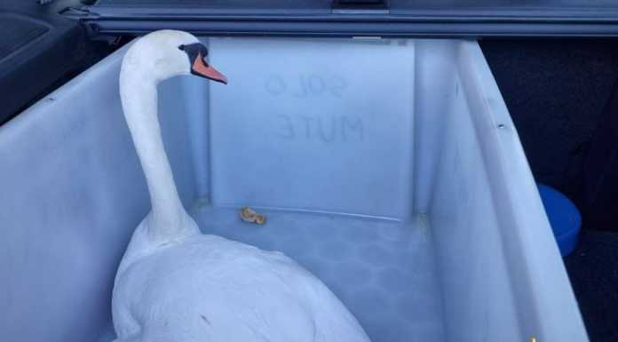 Cigno investito da un’auto sul ponte Kennedy, recuperato dai pompieri