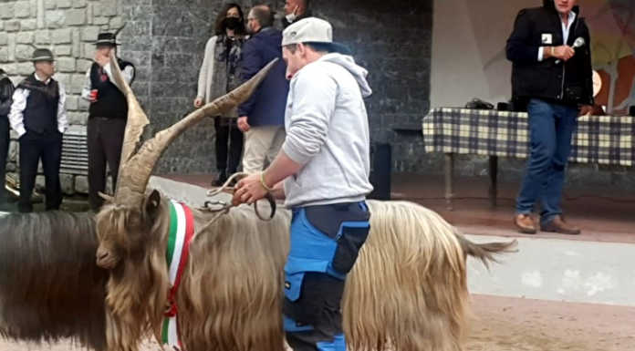 A Casargo tutto pronto per la XXXIII Mostra della Capra Orobica capra orobica