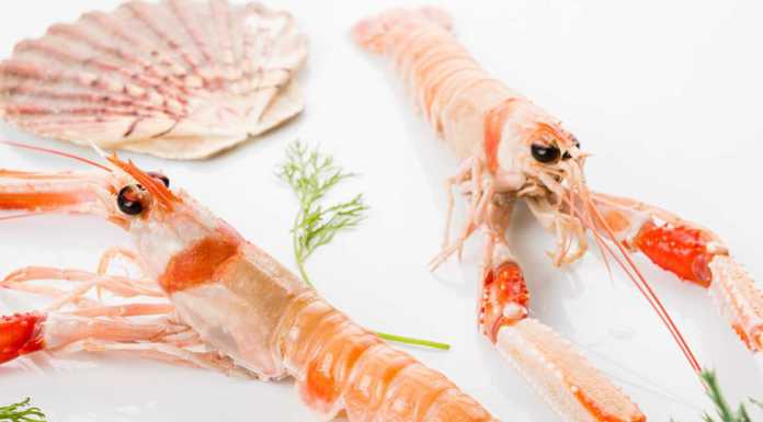 Come conservare il pesce fresco: una mini guida per non sbagliare