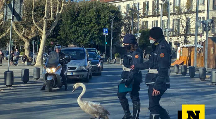 Cigno spaesato tra le auto, la Polizia Locale lo scorta fino al lago cigno polizia locale