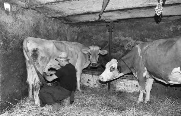 Grazie alle mucche di Monte Marenzo raccolti 1.500 euro a favore di Telethon